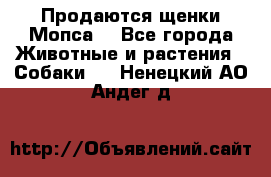 Продаются щенки Мопса. - Все города Животные и растения » Собаки   . Ненецкий АО,Андег д.